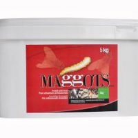 Maggots